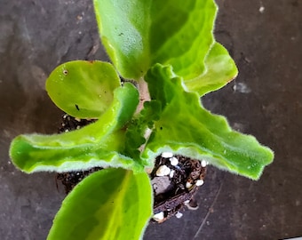 Green Variegated Oregano Plectranthes Amboinicus