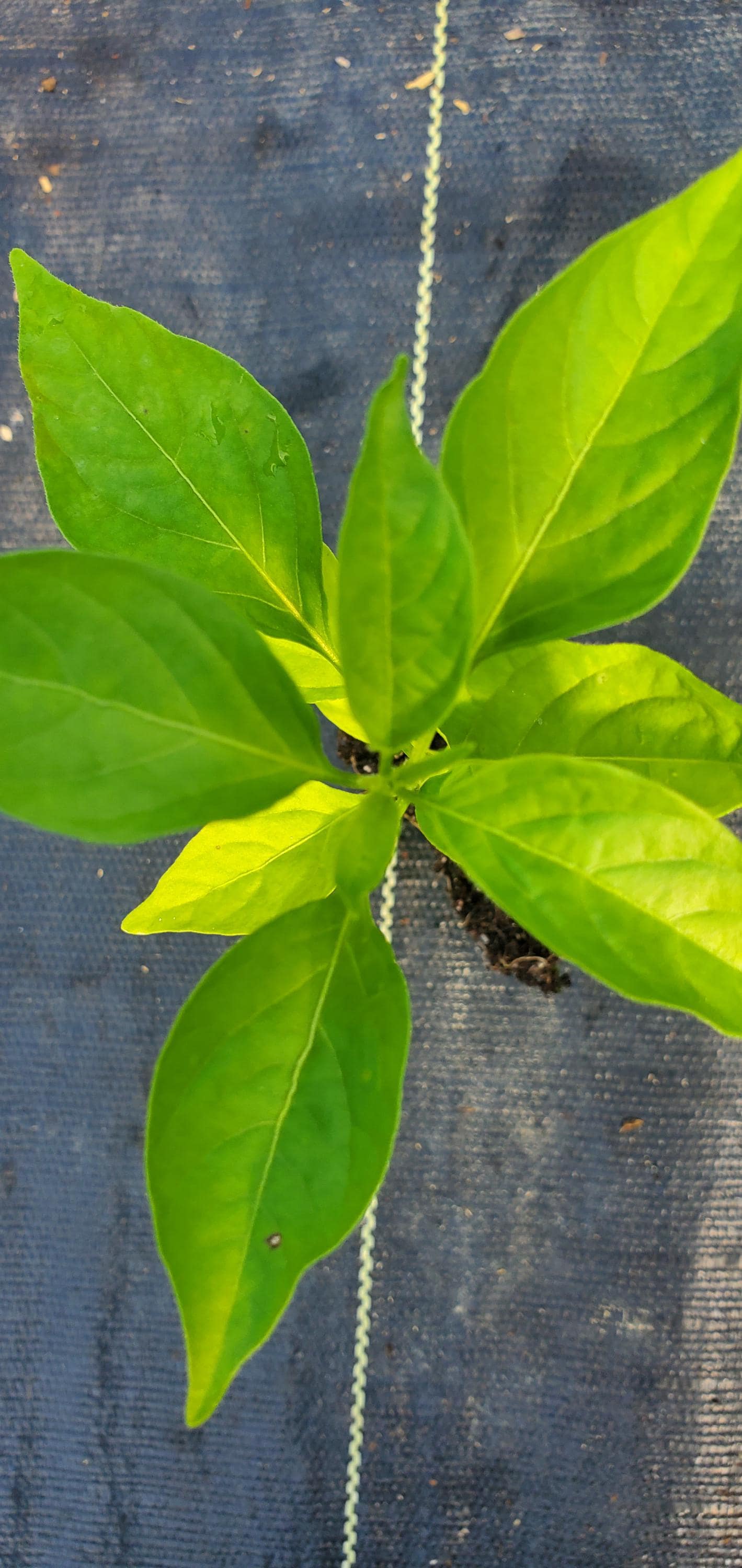 Orange Scotch Bonnet Pepper