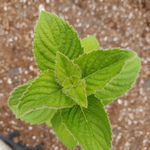 May include: A close-up of a green plant with several leaves. The leaves are arranged in a spiral pattern and have a slightly fuzzy texture.