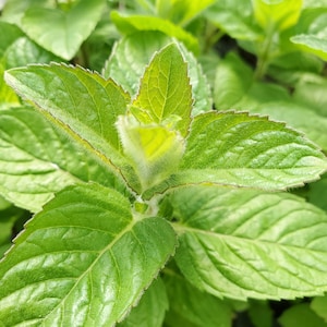 Mint Candypops starter plant