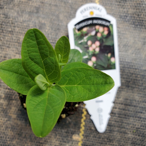 Hypericum inodorum Miracle Horizon