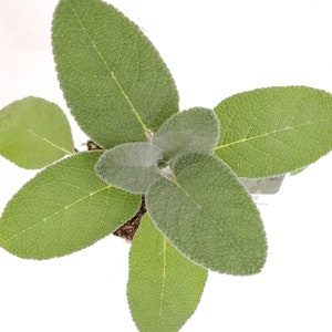 Salvia officinalis Maxima