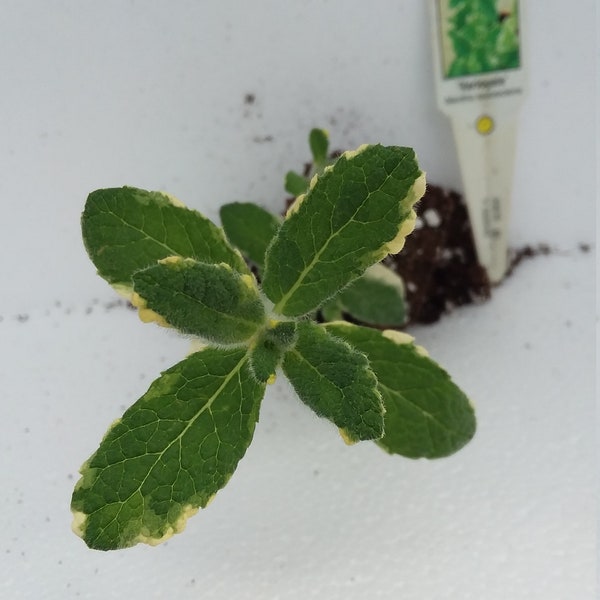 Pineapple Mint starter plant