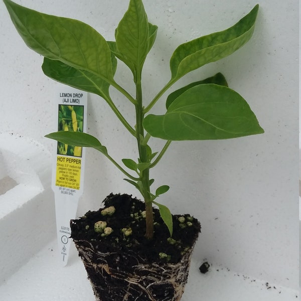 Pepper Aji Limon Lemon Drop starter plant hot