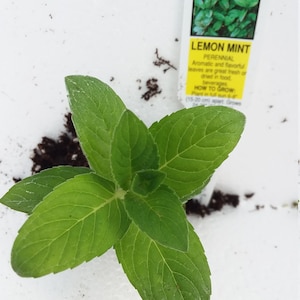 May include: A close-up of a small lemon mint plant with green leaves. The plant is labeled "Lemon Mint" with the text "Perennial Aromatic and flavorful leaves are great fresh or dried in food beverages How to Grow Plant 15-20 cm apart Grows"