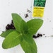 see more listings in the Mint plants section