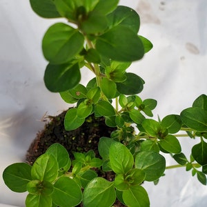 May include: A potted green oregano plant with multiple stems and leaves. The plant is in a brown pot and is sitting on a white surface.