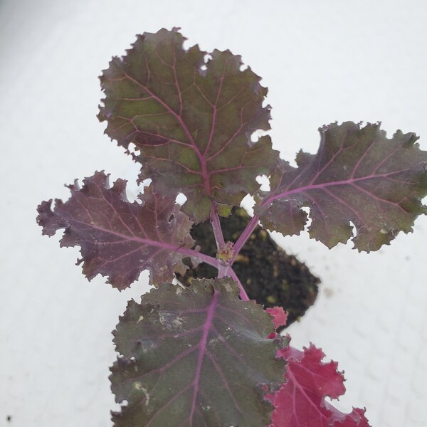 Kale Red Seabor