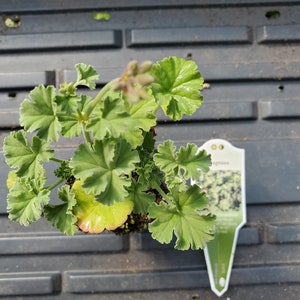Scented Geranium Fragrans