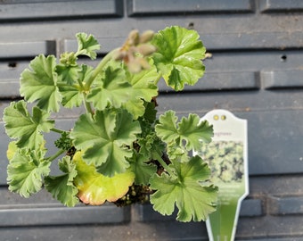 Scented Geranium Fragrans