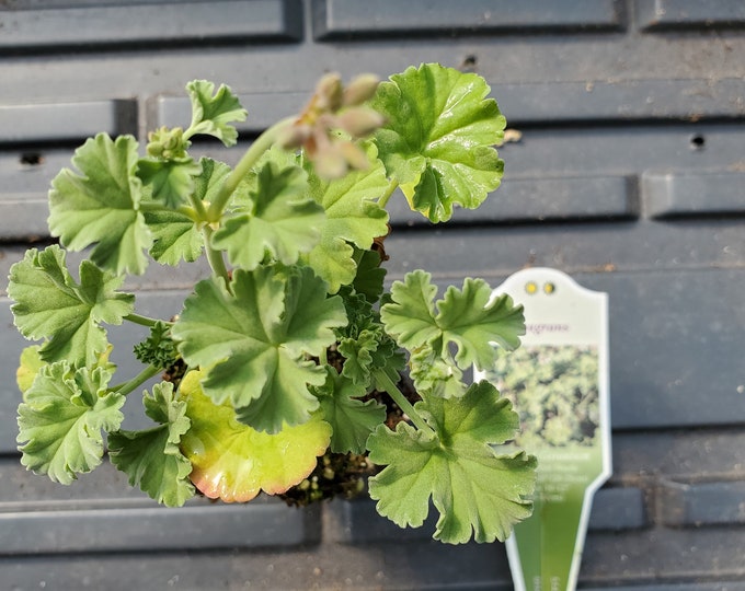 Scented Geranium Fragrans Etsy