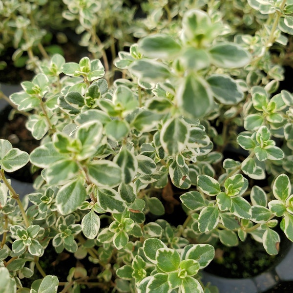 Creeping Thyme Plugs Etsy