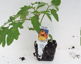 Golden Jubilee Tomato Starter plant