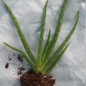 Aloe vera starter succulent plant