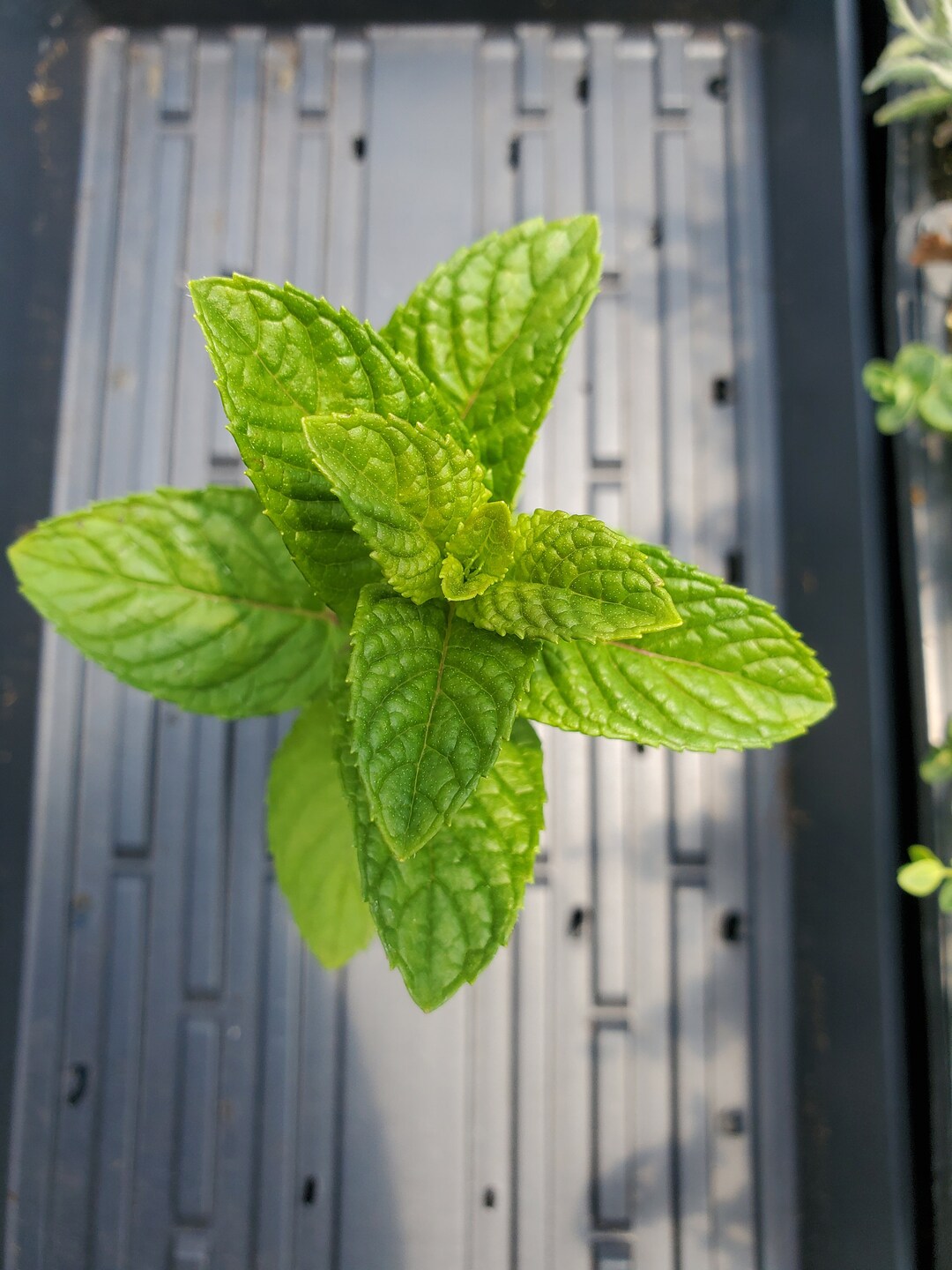 Citrus Mint Starter Plant - Etsy