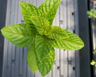 Citrus Mint Starter Plant