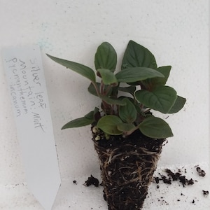 Pycnanthemum Incanum Silver Leaf Mountain Mint