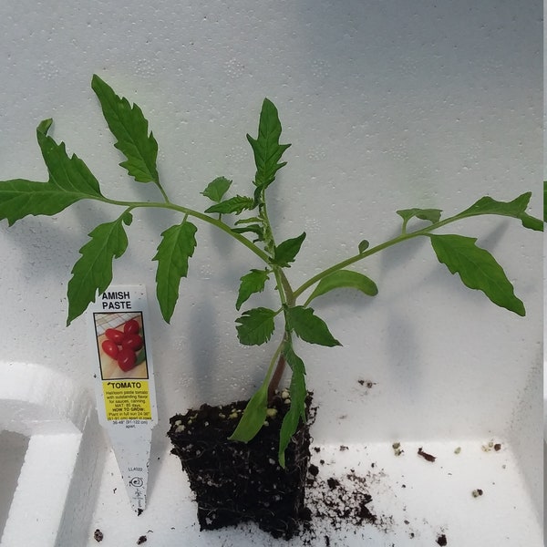 Tomato Amish Paste starter plant