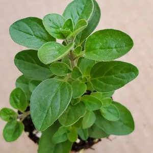 May include: A close-up, top-down view of a small oregano plant. The plant features vibrant green, oval-shaped leaves with slightly fuzzy edges. The leaves are clustered around a central stem, and the plant is potted in dark soil.