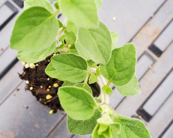 Sicilian Oregano Starter Plant