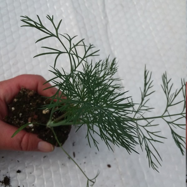 Dill Greensleeves