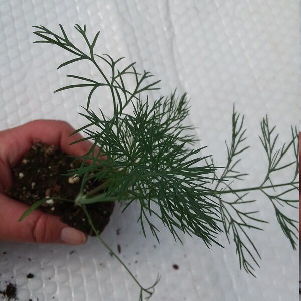 Dill Plant Etsy