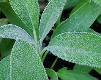 Salvia Silver Scent
