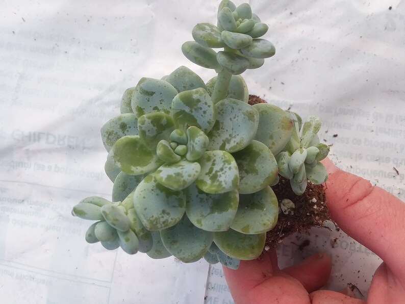 Sedum Clavatum starter succulent plant