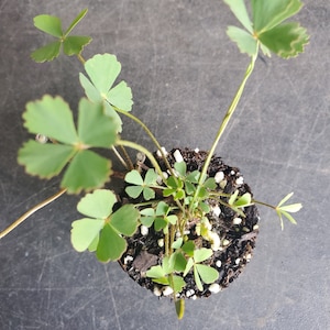 Marsilea Minuta image 1