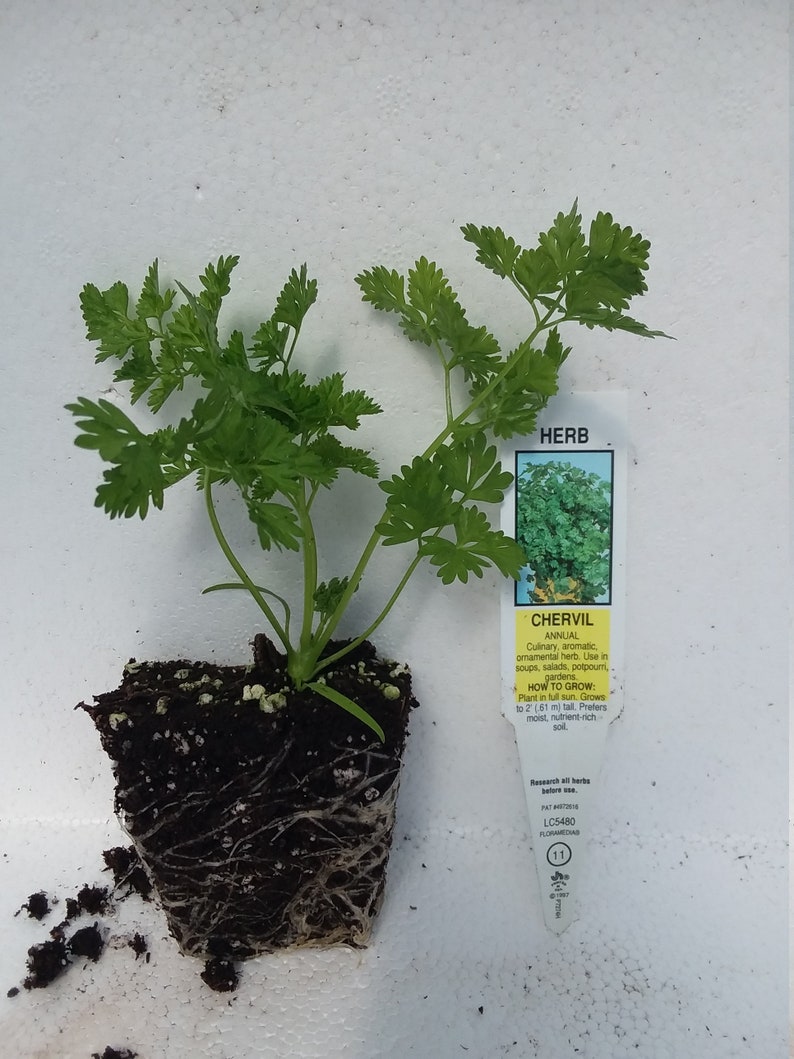 Chervil starter plant image 3