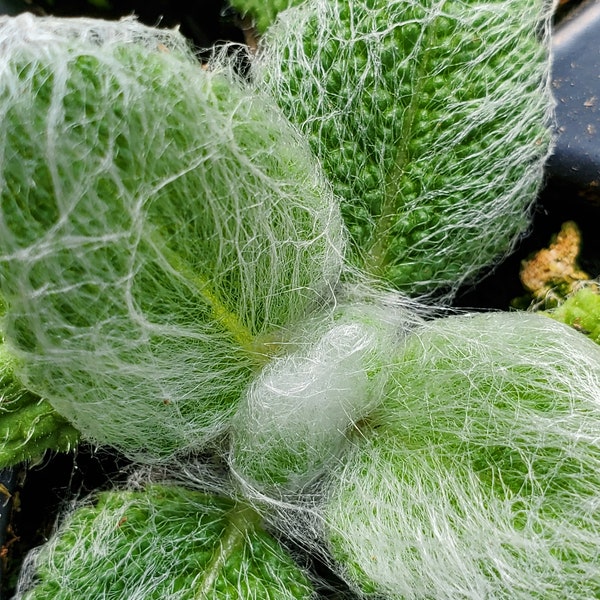 Salvia Argentea