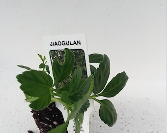 Jiaogulan Gymnostemma Pentaphyllum