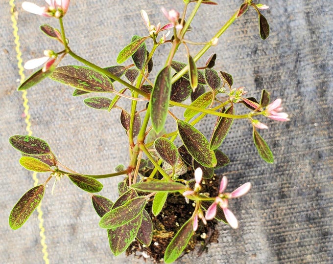 Euphorbia Starblast Pink - Etsy