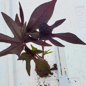 May include: A close-up of a purple sweet potato plant with dark purple leaves. The plant is labeled "Ipomoea Sweet Potato Blackie" with the number "217478".