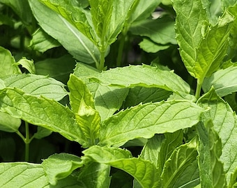 Persian Mint