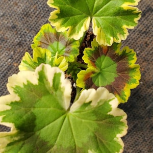 Geranium Mrs Pollock