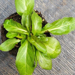 Lobelia Cardinalis
