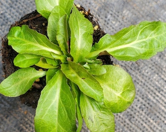 Lobelia Cardinalis