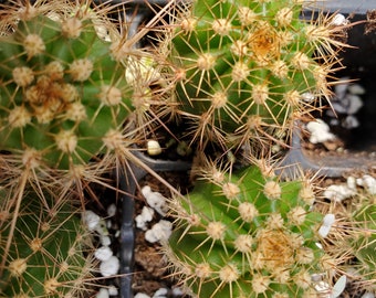 Trichocereus Hybrid