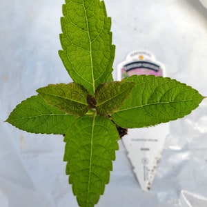 May include: A close-up of a small green plant with five leaves. The plant is growing in a small pot and is surrounded by white plastic.