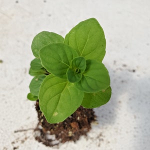 May include: A small green plant with multiple oval-shaped leaves. The plant is emerging from a small clump of soil. The leaves are a vibrant green color, and the plant is set against a white background.