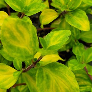 May include: Close-up of a plant with vibrant green and yellow variegated leaves. The leaves have a unique pattern, with yellow streaks and patches against a green background. The stems are reddish-brown.
