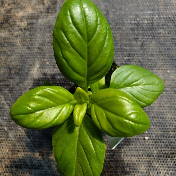 Basil Everleaf Emerald Towers