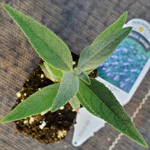 May include: A young plant with vibrant green leaves, showcasing a symmetrical arrangement. The leaves have a textured surface. A plant tag is partially visible, suggesting a nursery setting. The plant is set against a dark, textured background.
