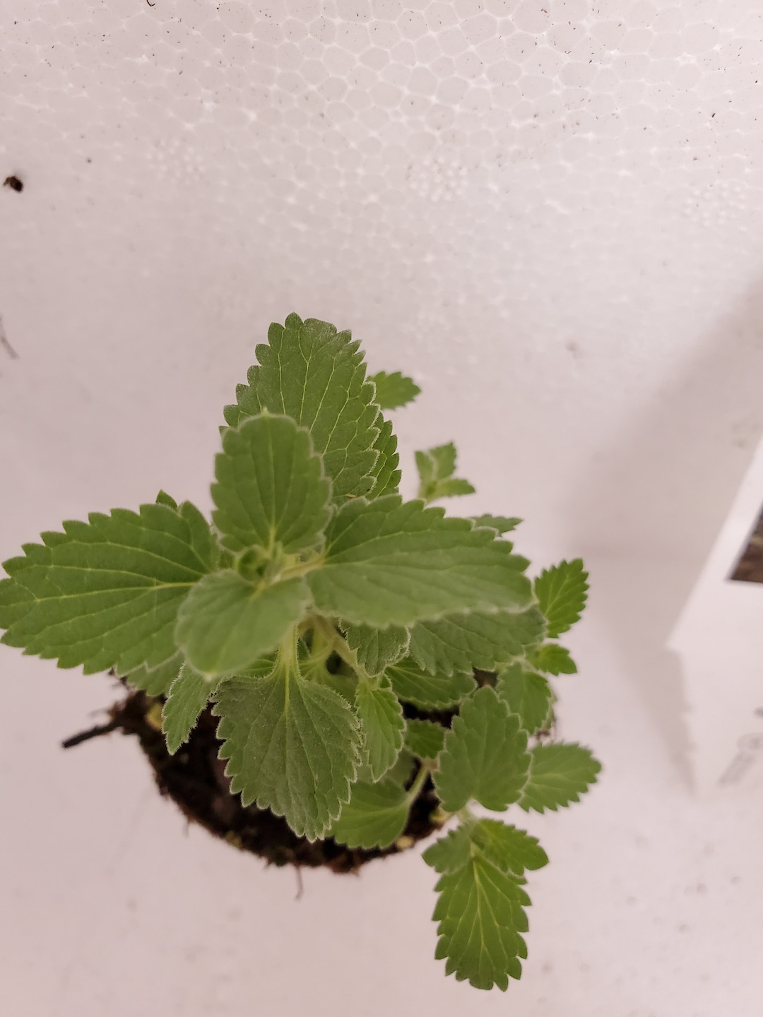 Nepeta Faasenii Kitten Around Catmint - Etsy