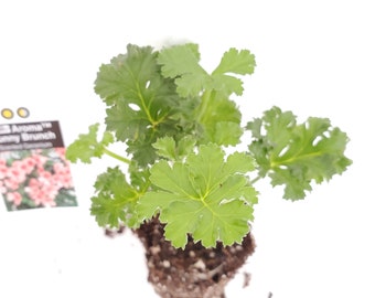 Aroma Bunny Brunch Scented Geranium