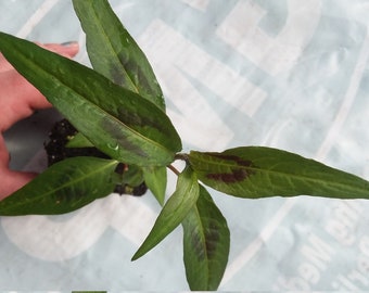 Vietnamese Coriander