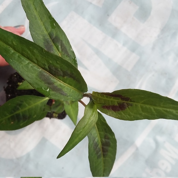 Vietnamese Coriander starter plant