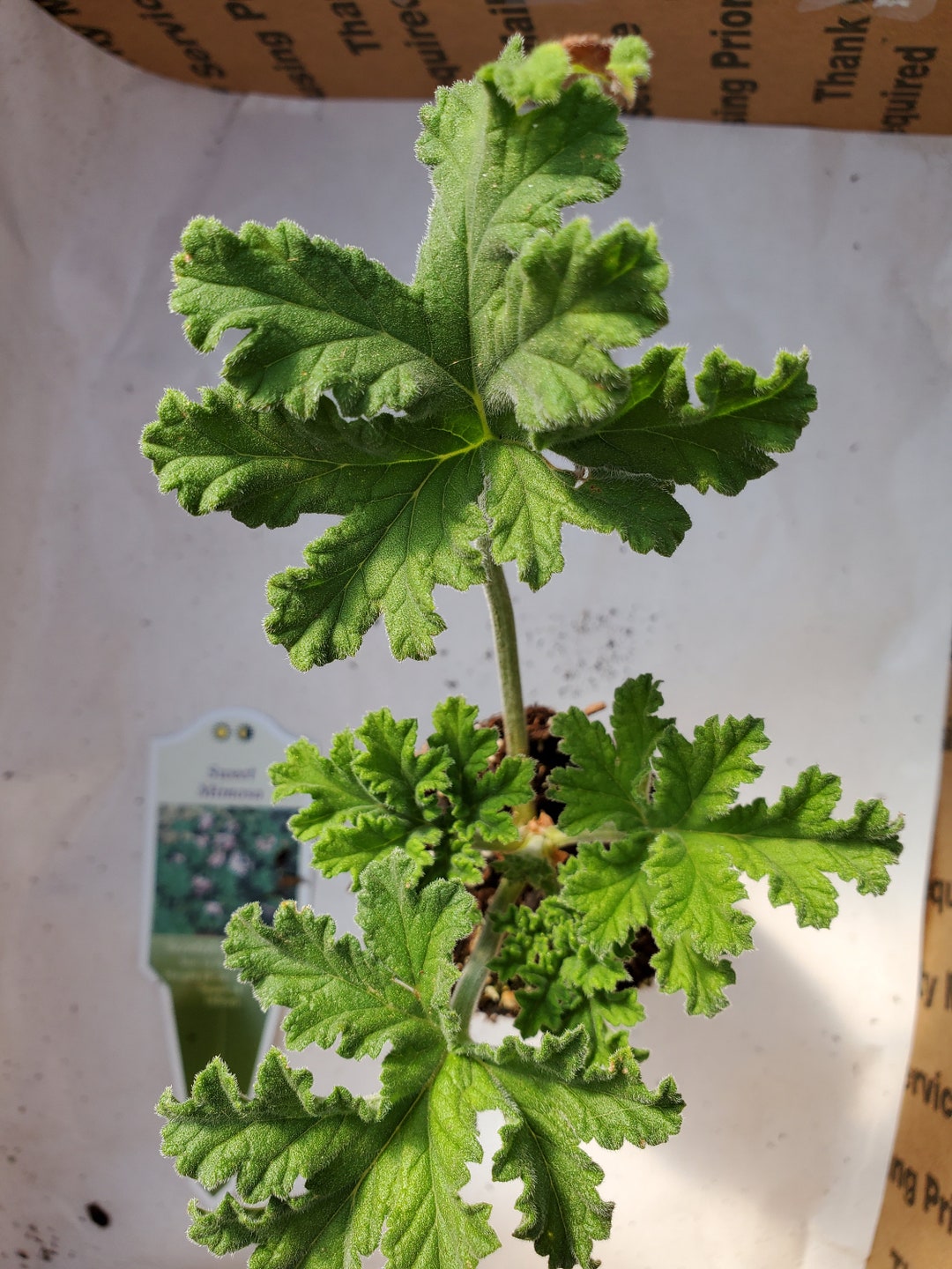 Scented Geranium Sweet Mimosa Etsy