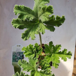 Scented Geranium Sweet Mimosa